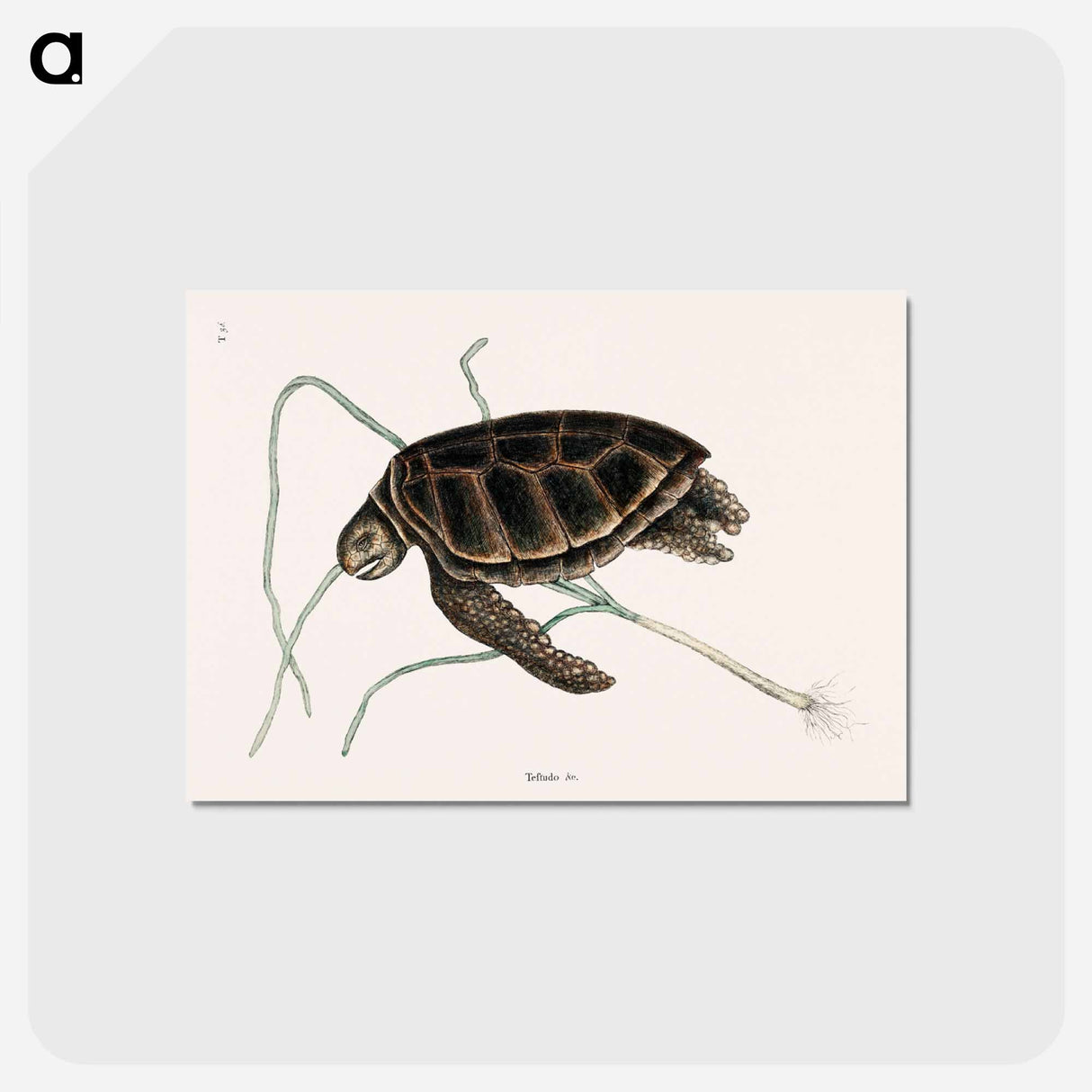 アートポストカード-Green Turtle
 - マーク ケイツビー Postcard.