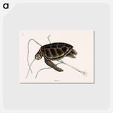 アートポストカード-Green Turtle
 - マーク ケイツビー Postcard.