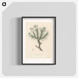 アートポスター-Astragalus creticus
 - 薬用植物学 Poster.