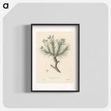 アートポスター-Astragalus creticus
 - 薬用植物学 Poster.