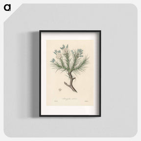アートポスター-Astragalus creticus
 - 薬用植物学 Poster.