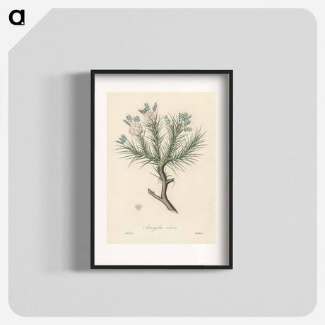 アートポスター-Astragalus creticus
 - 薬用植物学 Poster.