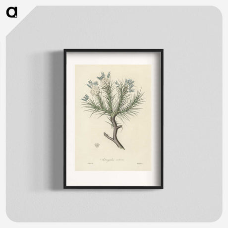 1-77_Medical-Botany_blk