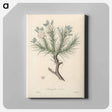 アートパネル-Astragalus creticus
 - 薬用植物学 Canvas.