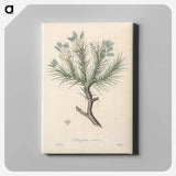 アートパネル-Astragalus creticus
 - 薬用植物学 Canvas.