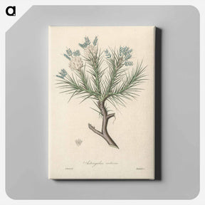 アートパネル-Astragalus creticus
 - 薬用植物学 Canvas.