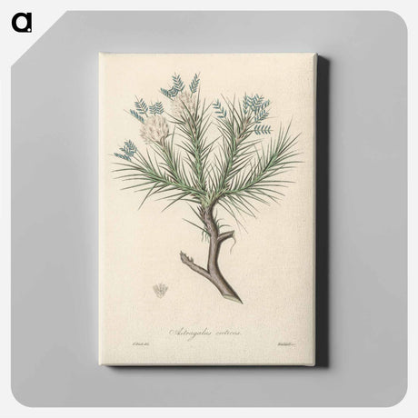 アートパネル-Astragalus creticus
 - 薬用植物学 Canvas.
