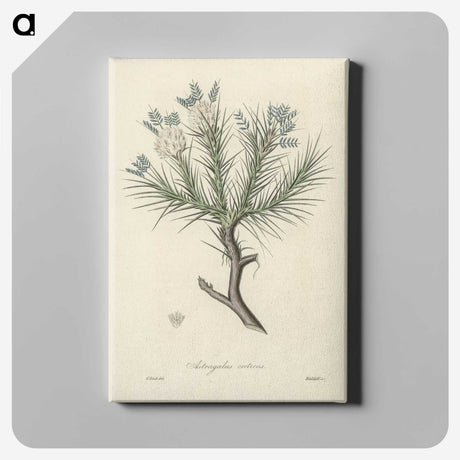 1-77_Medical-Botany_canvas