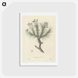 1-77_Medical-Botany_hagaki