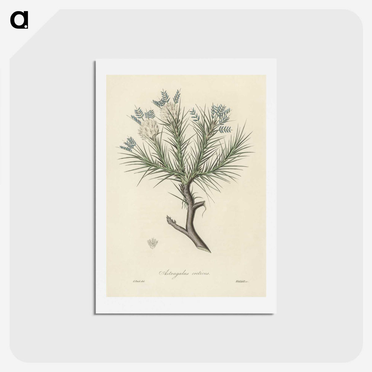 1-77_Medical-Botany_hagaki
