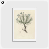 1-77_Medical-Botany_hagaki