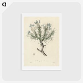1-77_Medical-Botany_hagaki