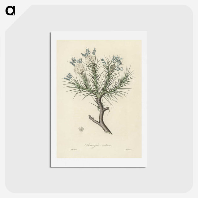 1-77_Medical-Botany_hagaki