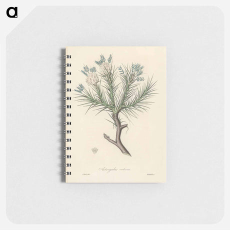 アートメモ帳-Astragalus creticus
 - 薬用植物学 Memo.