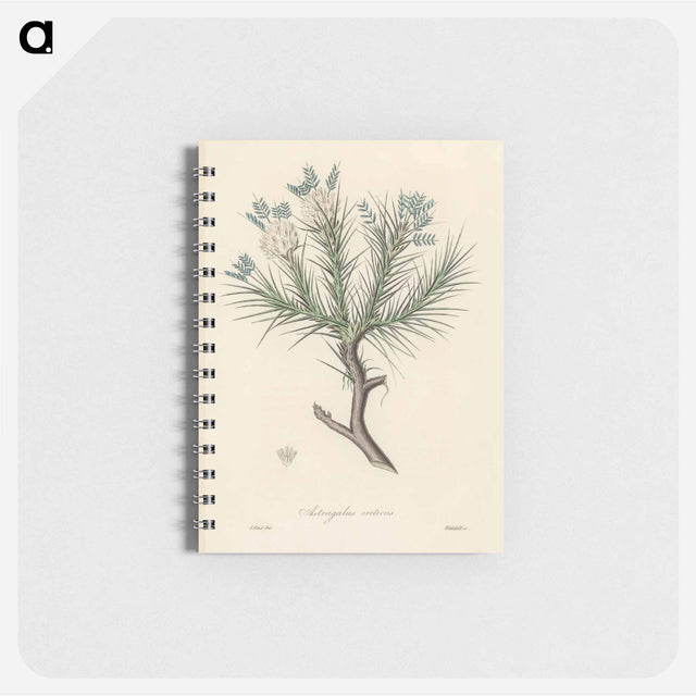 アートメモ帳-Astragalus creticus
 - 薬用植物学 Memo.
