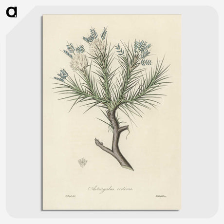 1-77_Medical-Botany_picture-crop