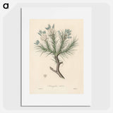 アートポスター-Astragalus creticus
 - 薬用植物学 Poster.