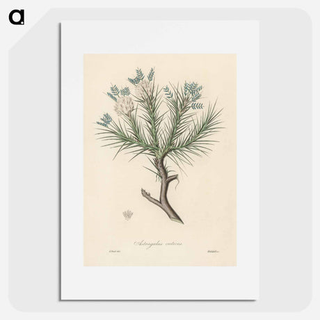 アートポスター-Astragalus creticus
 - 薬用植物学 Poster.