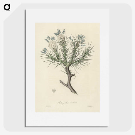 1-77_Medical-Botany_picture
