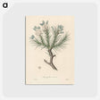アートポストカード-Astragalus creticus
 - 薬用植物学 Postcard.
