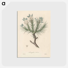 アートポストカード-Astragalus creticus
 - 薬用植物学 Postcard.