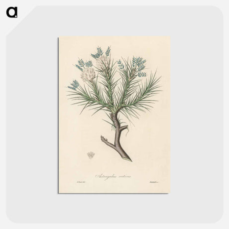 アートポストカード-Astragalus creticus
 - 薬用植物学 Postcard.