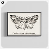 1-77_Moths-and-Butterflies-of-the-United-States_blk-crop