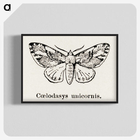 1-77_Moths-and-Butterflies-of-the-United-States_blk-crop