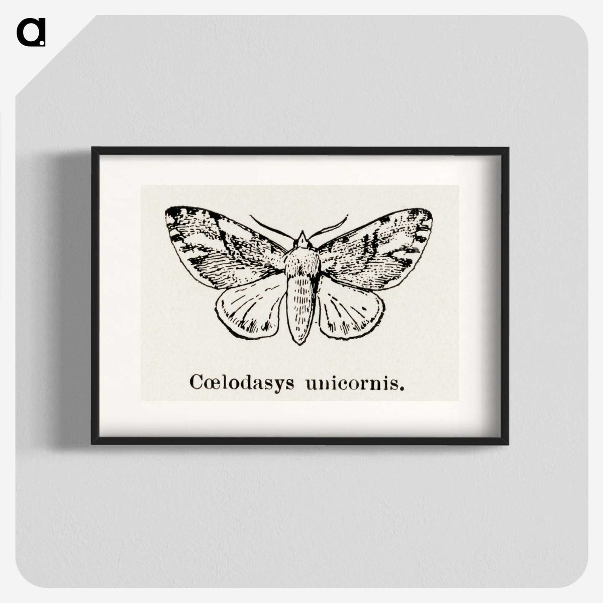 1-77_Moths-and-Butterflies-of-the-United-States_blk