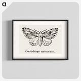 1-77_Moths-and-Butterflies-of-the-United-States_blk