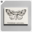 1-77_Moths-and-Butterflies-of-the-United-States_canvas