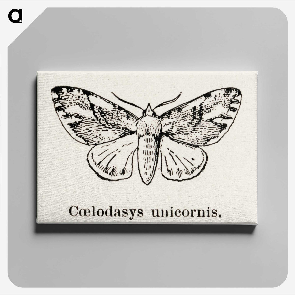 1-77_Moths-and-Butterflies-of-the-United-States_canvas