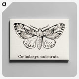 1-77_Moths-and-Butterflies-of-the-United-States_canvas