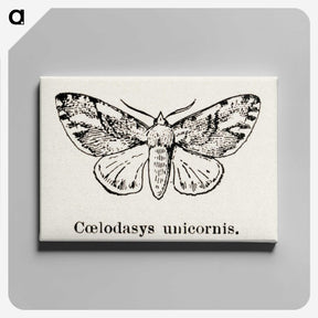 1-77_Moths-and-Butterflies-of-the-United-States_canvas