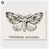 1-77_Moths-and-Butterflies-of-the-United-States_picture-crop