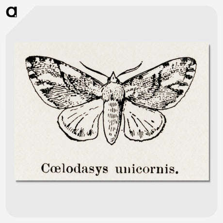 1-77_Moths-and-Butterflies-of-the-United-States_picture-crop