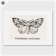 1-77_Moths-and-Butterflies-of-the-United-States_picture
