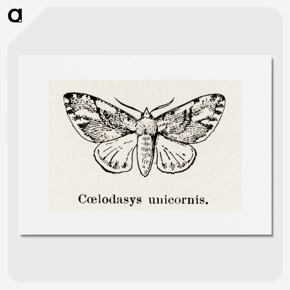 1-77_Moths-and-Butterflies-of-the-United-States_picture
