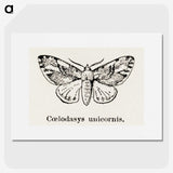 1-77_Moths-and-Butterflies-of-the-United-States_picture