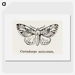 1-77_Moths-and-Butterflies-of-the-United-States_picture