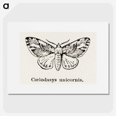 1-77_Moths-and-Butterflies-of-the-United-States_picture