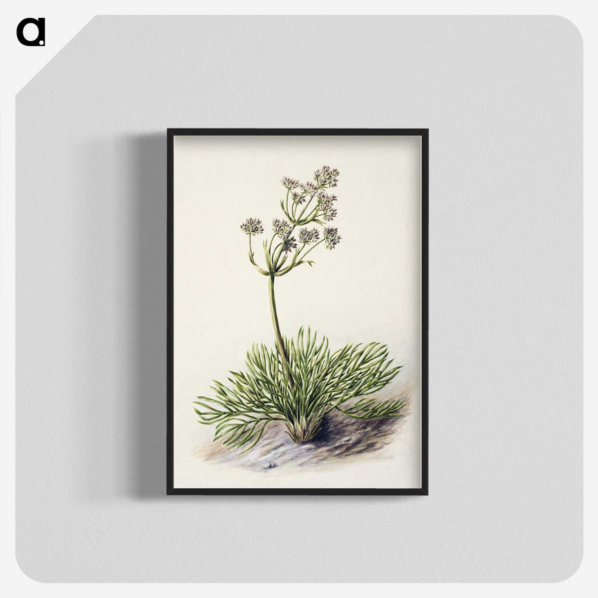 1-77_Native-Flowering-Plants-of-New-Zealand_blk-crop