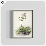 1-77_Native-Flowering-Plants-of-New-Zealand_blk-crop