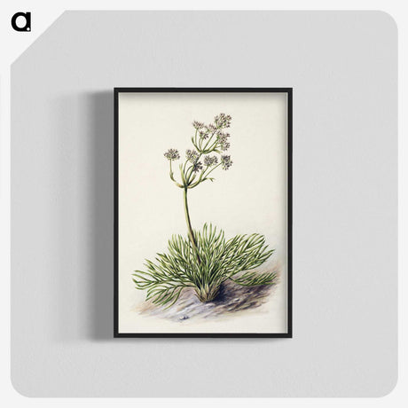 1-77_Native-Flowering-Plants-of-New-Zealand_blk-crop