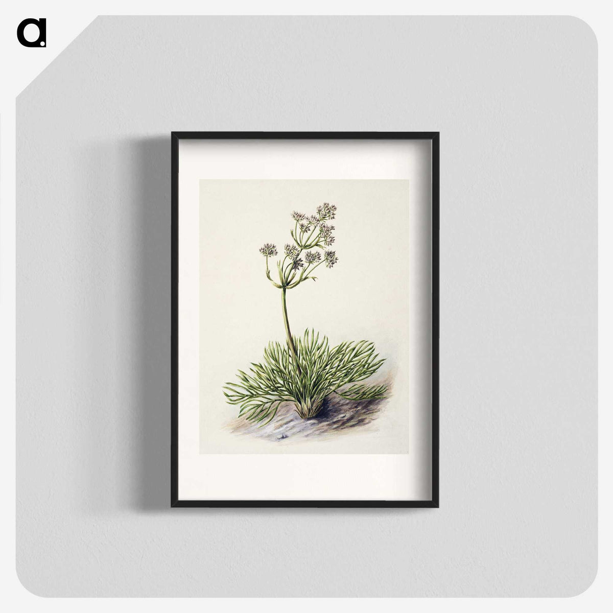 1-77_Native-Flowering-Plants-of-New-Zealand_blk