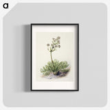 1-77_Native-Flowering-Plants-of-New-Zealand_blk