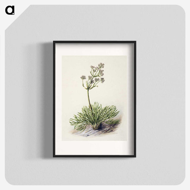 1-77_Native-Flowering-Plants-of-New-Zealand_blk