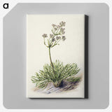 1-77_Native-Flowering-Plants-of-New-Zealand_canvas