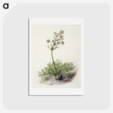 1-77_Native-Flowering-Plants-of-New-Zealand_hagaki