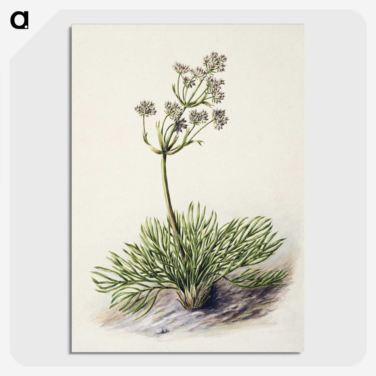 1-77_Native-Flowering-Plants-of-New-Zealand_picture-crop